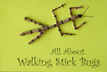 Walking Stick Book Craft