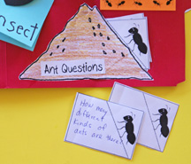 Ant Lapbook Questions