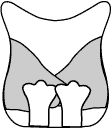 owl diagram
