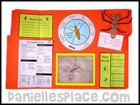 Water Strider Lap Book Lesson from Bug Buddy Studies from www.daniellesplace.com