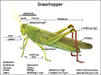 Grasshopper Activity Sheet