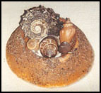 Sea Shell Paper Weight Craft