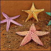 3D Starfish Craft